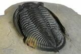 Fossil Zlichovaspis Trilobite - Top Quality Specimen #348382-4